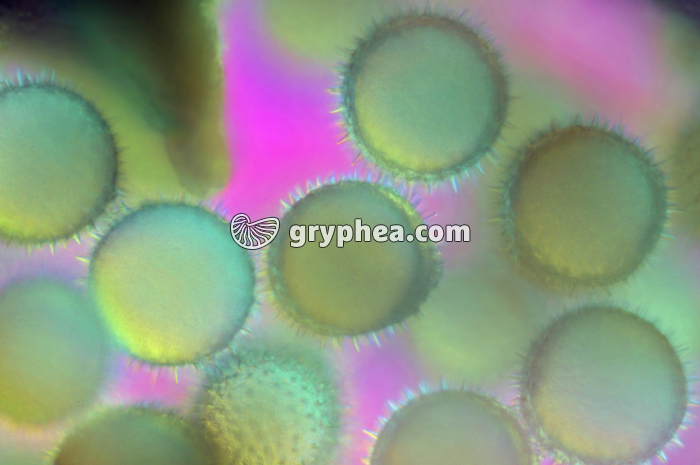 Pollen Mauve ds étamine x100 - gryphea.com